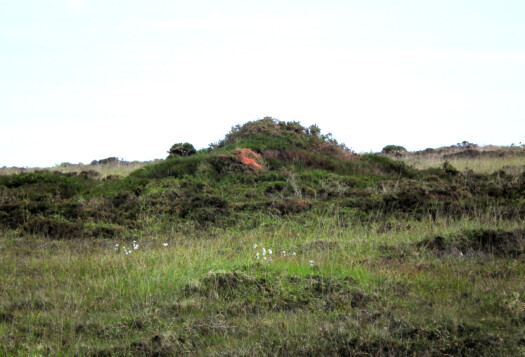 A typical Penwith cairn - overgrown and befurzed but still there