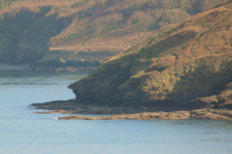 Long-nosed silent observer at the mouth of the Helford River, south of Falmouth