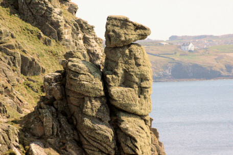 Guardian Meerkat, Rinsey, near Porthleven, Cornwall