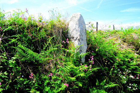 This bronze age menhir at Bosiliack has had a headge wall built around it - this is not uncommon. The hedge itself is many centuries old, but only about one fifth the age of the menhir