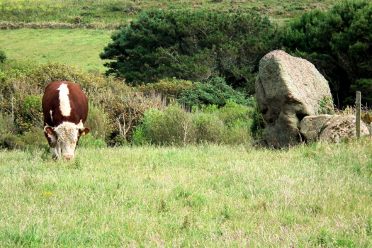 Trevean 1 menhir, near Carn Les Boel. This is a newly discovered propped menhir. It aligns with several interesting sites -and that's how it was verified as a genuine menhir. But there was never much doubt. I decided not to disturb the bull, and it decided not to disturb me.