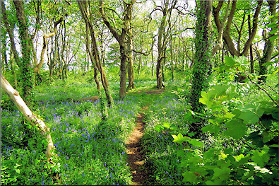 Lesingey Round - an iron age settlement now overgrown with trees